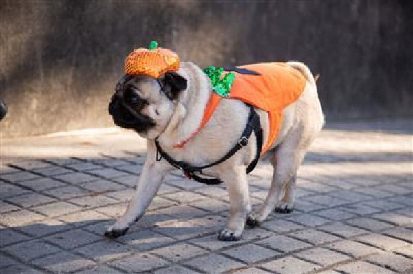 Pumpkin Dog Costume