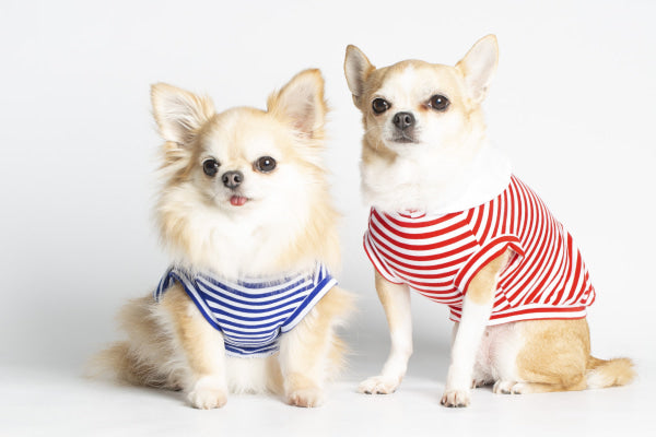 Dog Clothes - Pup & Co Boutique