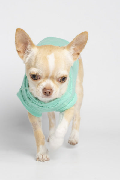 Dog Clothes - Pup & Co Boutique